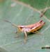 Chorthippus_apricarius_m_001 copy